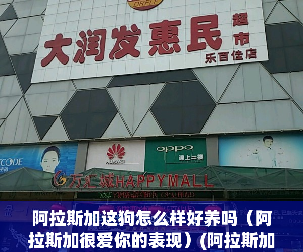 阿拉斯加这狗怎么样好养吗（阿拉斯加很爱你的表现）(阿拉斯加这个狗怎么样)