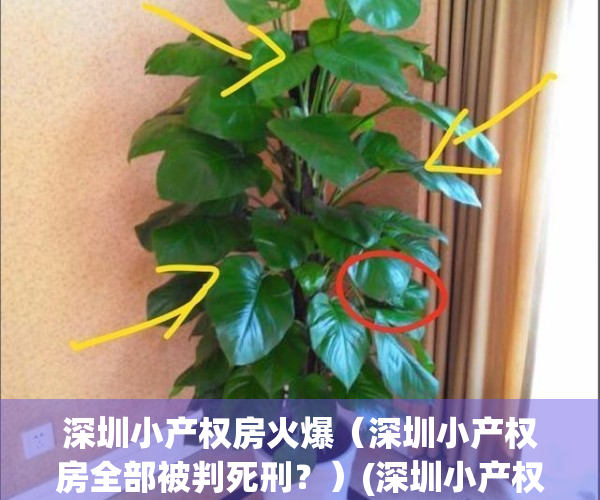 深圳小产权房火爆（深圳小产权房全部被判死刑？）(深圳小产权房最后会如何处理)