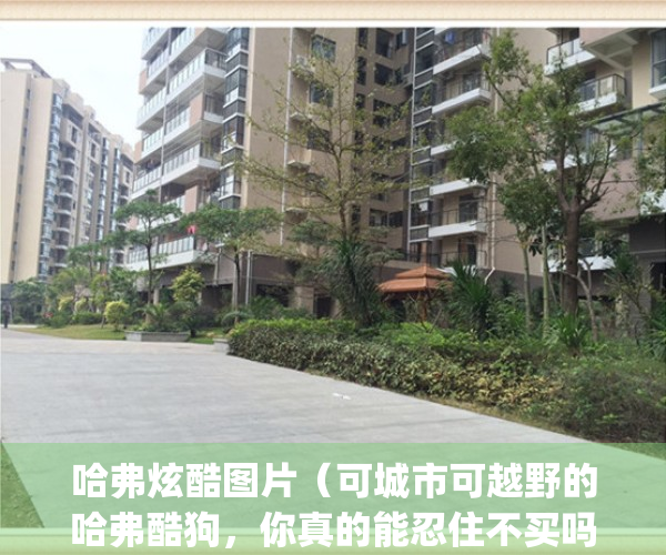 哈弗炫酷图片（可城市可越野的哈弗酷狗，你真的能忍住不买吗？）(哈弗酷派2020款图片)