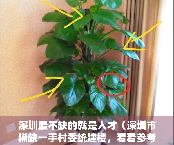 深圳最不缺的就是人才（深圳市稀缺一手村委统建楼，看看参考下）