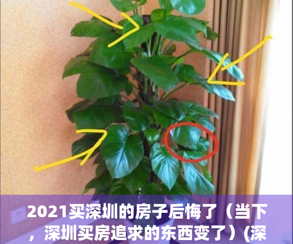 2021买深圳的房子后悔了（当下，深圳买房追求的东西变了）(深圳买房值得吗)