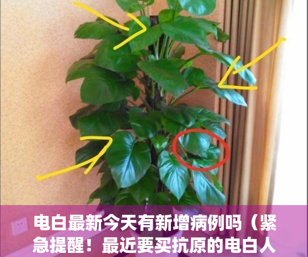 电白最新今天有新增病例吗（紧急提醒！最近要买抗原的电白人速看！）(电白有疫情)