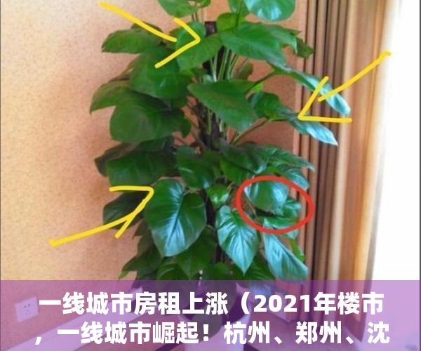 一线城市房租上涨（2021年楼市，一线城市崛起！杭州、郑州、沈阳房租都涨了）