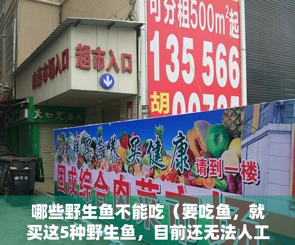 哪些野生鱼不能吃（要吃鱼，就买这5种野生鱼，目前还无法人工养殖，可以放心吃！）