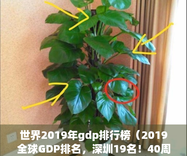 世界2019年gdp排行榜（2019全球GDP排名，深圳19名！40周年，大礼包落地了！）(2019 世界gdp)