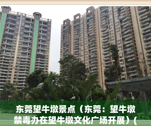 东莞望牛墩景点（东莞：望牛墩禁毒办在望牛墩文化广场开展）(东莞望牛墩全景地图)