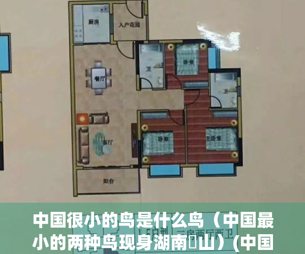中国很小的鸟是什么鸟（中国最小的两种鸟现身湖南崀山）(中国有什么体型较小的鸟)