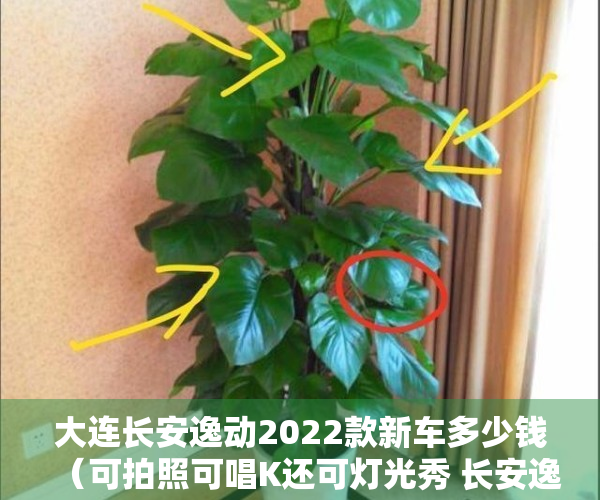 大连长安逸动2022款新车多少钱（可拍照可唱K还可灯光秀 长安逸达会是“你的逸达”吗？）