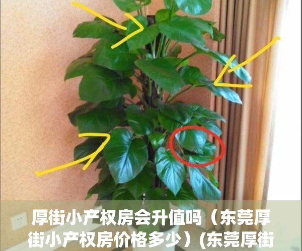 厚街小产权房会升值吗（东莞厚街小产权房价格多少）(东莞厚街小产权新楼盘)