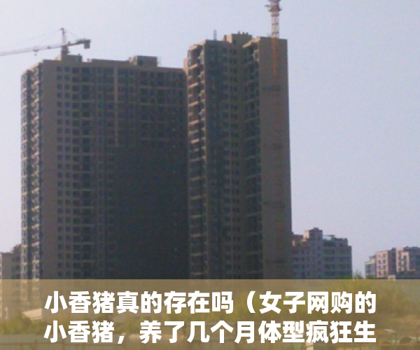 小香猪真的存在吗（女子网购的小香猪，养了几个月体型疯狂生长，结局让人意想不到）