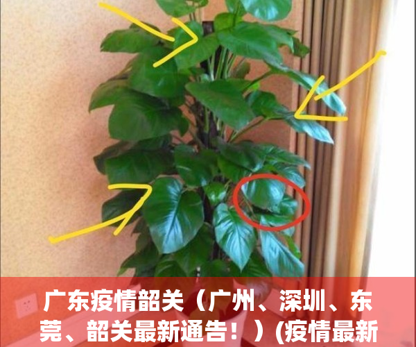 广东疫情韶关（广州、深圳、东莞、韶关最新通告！）(疫情最新数据消息广东韶关)