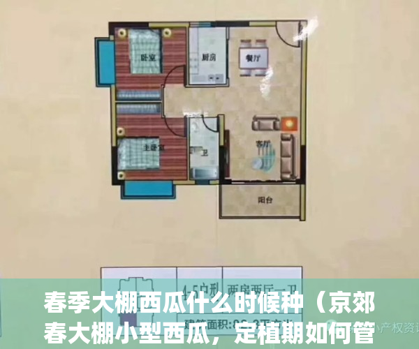 春季大棚西瓜什么时候种（京郊春大棚小型西瓜，定植期如何管理）(大棚西瓜一般几月份种)