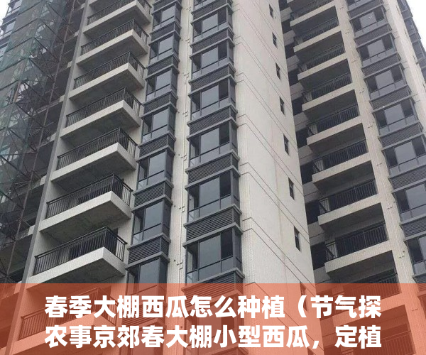 春季大棚西瓜怎么种植（节气探农事京郊春大棚小型西瓜，定植期如何管理）