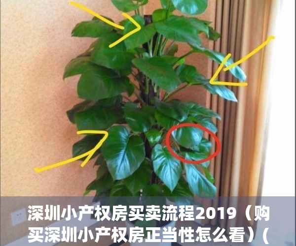 深圳小产权房买卖流程2019（购买深圳小产权房正当性怎么看）(深圳小产权房购买要注意哪些问题)