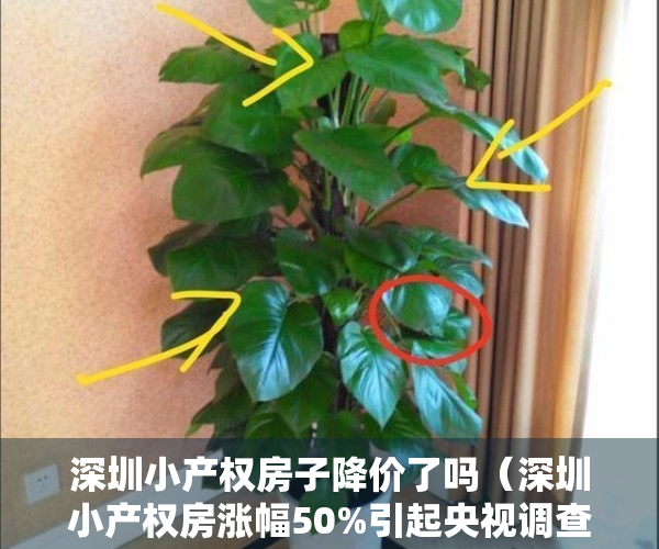 深圳小产权房子降价了吗（深圳小产权房涨幅50%引起央视调查，又都是谁在买呢？）