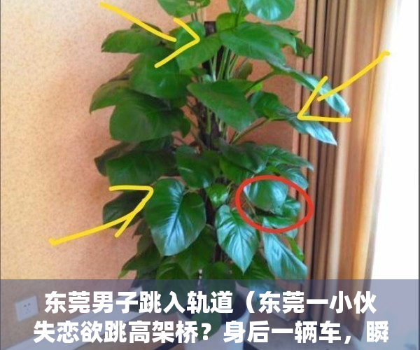 东莞男子跳入轨道（东莞一小伙失恋欲跳高架桥？身后一辆车，瞬间刹停……）