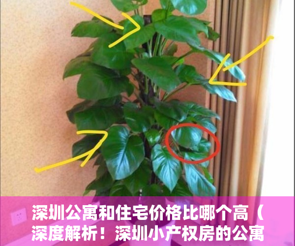 深圳公寓和住宅价格比哪个高（深度解析！深圳小产权房的公寓的区别！）
