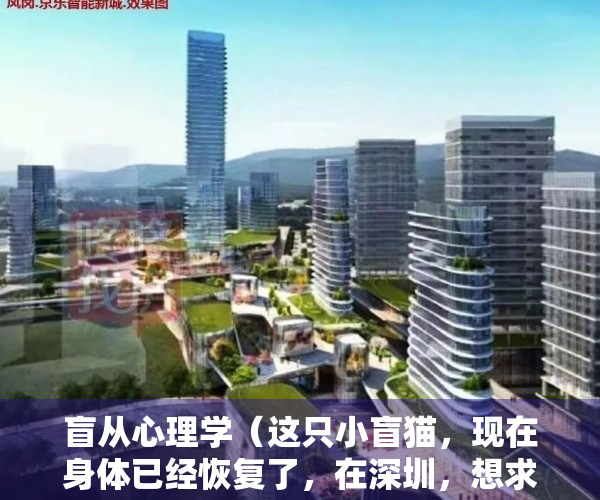 盲从心理学（这只小盲猫，现在身体已经恢复了，在深圳，想求个领养……）