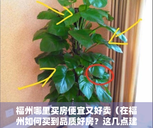 福州哪里买房便宜又好卖（在福州如何买到品质好房？这几点建议你一定要知道）
