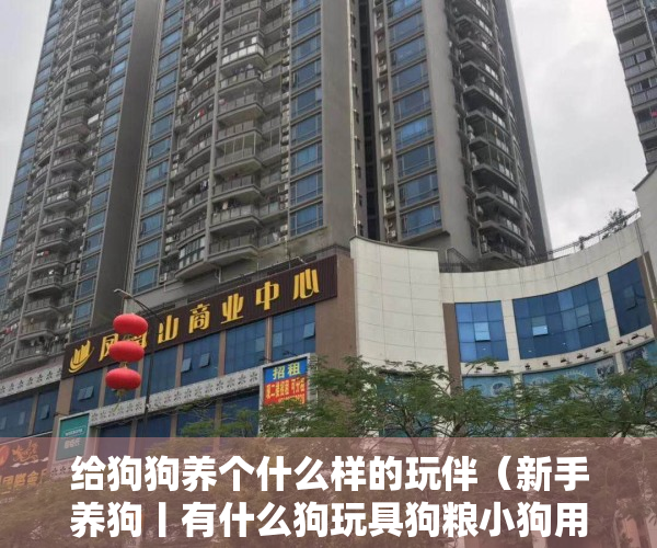 给狗狗养个什么样的玩伴（新手养狗丨有什么狗玩具狗粮小狗用品推荐的吗？）