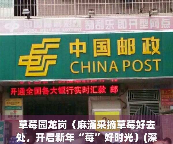 草莓园龙岗（麻涌采摘草莓好去处，开启新年“莓”好时光）(深圳龙岗草莓园)