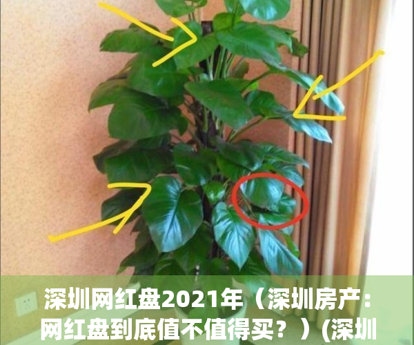 深圳网红盘2021年（深圳房产：网红盘到底值不值得买？）(深圳网红房抢购)