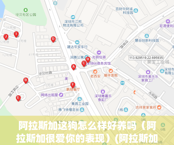 阿拉斯加这狗怎么样好养吗（阿拉斯加很爱你的表现）(阿拉斯加犬好养吗?优缺点有哪些)
