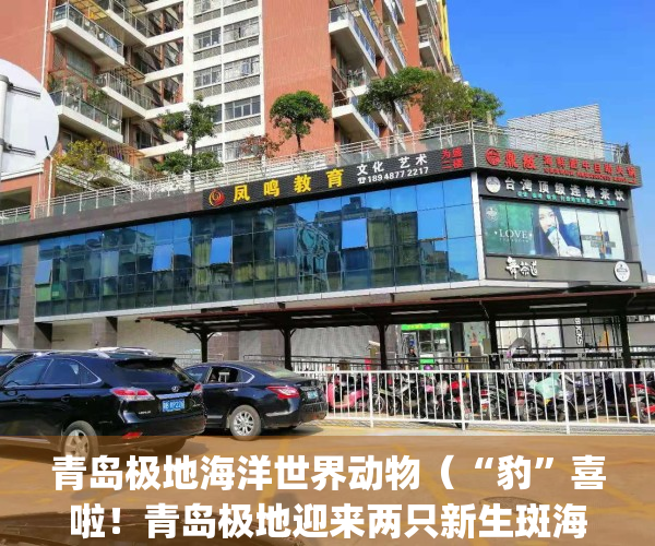 青岛极地海洋世界动物（“豹”喜啦！青岛极地迎来两只新生斑海豹）(青岛极地海洋世界动物介绍)