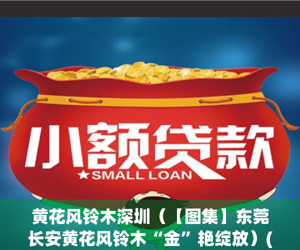 黄花风铃木深圳（【图集】东莞长安黄花风铃木“金”艳绽放）(北滘黄花风铃木)