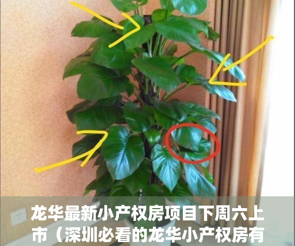 龙华最新小产权房项目下周六上市（深圳必看的龙华小产权房有哪些）(深圳龙华小产权房价格是多少)