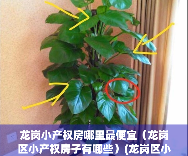 龙岗小产权房哪里最便宜（龙岗区小产权房子有哪些）(龙岗区小产权房值不值得购买)