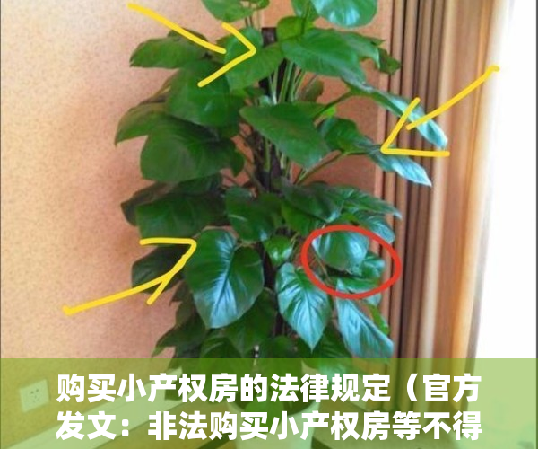 购买小产权房的法律规定（官方发文：非法购买小产权房等不得办理登记）