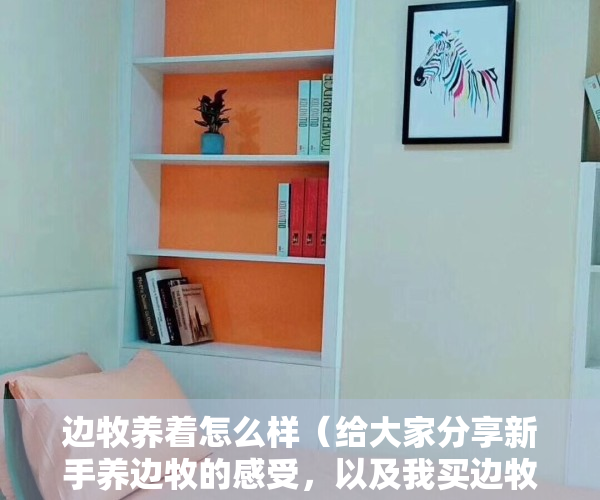 边牧养着怎么样（给大家分享新手养边牧的感受，以及我买边牧到现在的经历……）