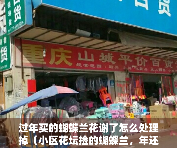 过年买的蝴蝶兰花谢了怎么处理掉（小区花坛捡的蝴蝶兰，年还没过完，年前买的花就被丢了）
