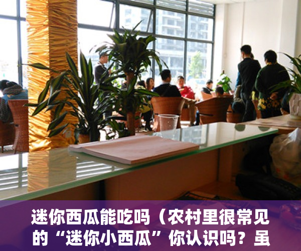 迷你西瓜能吃吗（农村里很常见的“迷你小西瓜”你认识吗？虽是杂草但药用价值高！）