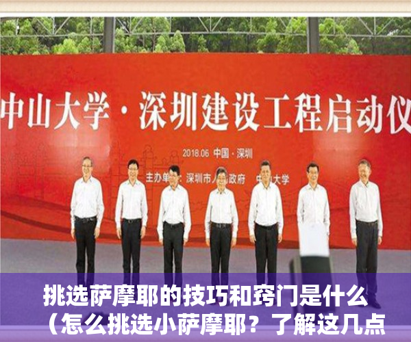挑选萨摩耶的技巧和窍门是什么（怎么挑选小萨摩耶？了解这几点就可以啦）