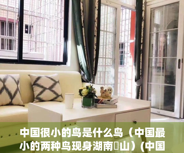 中国很小的鸟是什么鸟（中国最小的两种鸟现身湖南崀山）(中国的世界最小的鸟)
