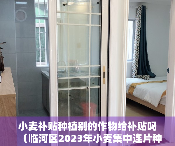 小麦补贴种植别的作物给补贴吗（临河区2023年小麦集中连片种植补贴最新标准来了！）