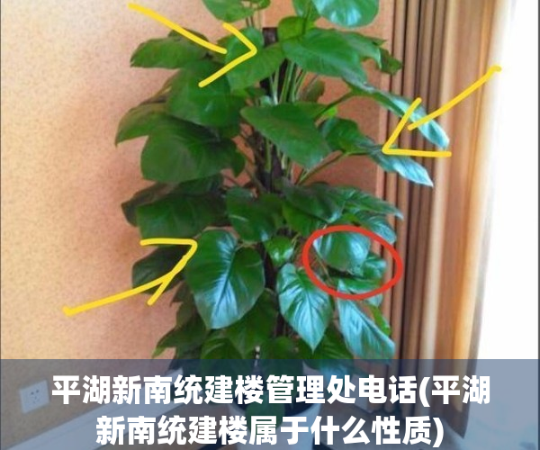 平湖新南统建楼管理处电话(平湖新南统建楼属于什么性质)