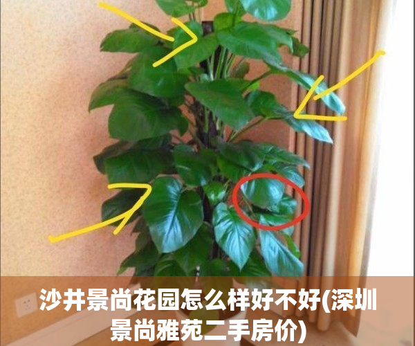 沙井景尚花园怎么样好不好(深圳景尚雅苑二手房价)