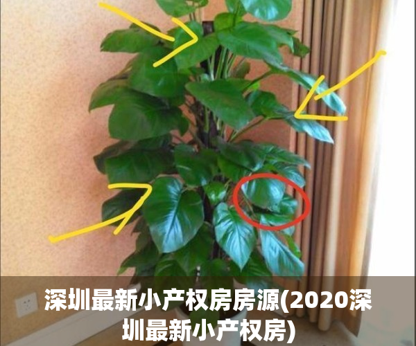 深圳最新小产权房房源(2020深圳最新小产权房)