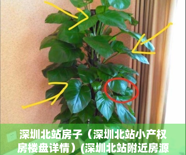 深圳北站房子（深圳北站小产权房楼盘详情）(深圳北站附近房源)