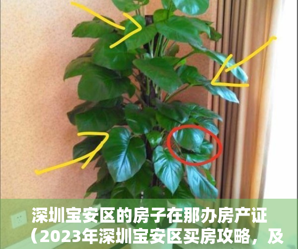 深圳宝安区的房子在那办房产证（2023年深圳宝安区买房攻略，及27个待入市新盘最新动态！）