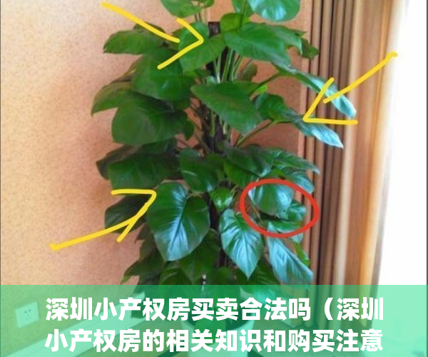 深圳小产权房买卖合法吗（深圳小产权房的相关知识和购买注意事项）(深圳小产权房子能买吗受法律保护吗)