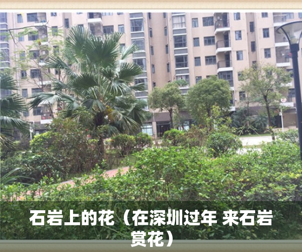 石岩上的花（在深圳过年 来石岩赏花）