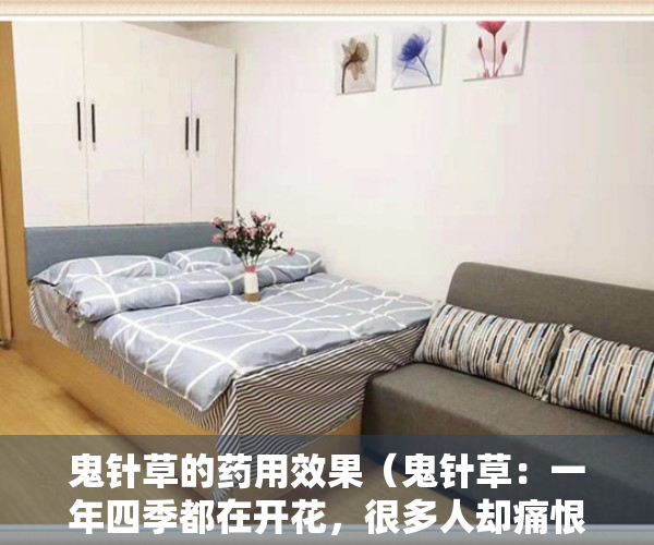 鬼针草的药用效果（鬼针草：一年四季都在开花，很多人却痛恨它，3种妙用少有人知道！）