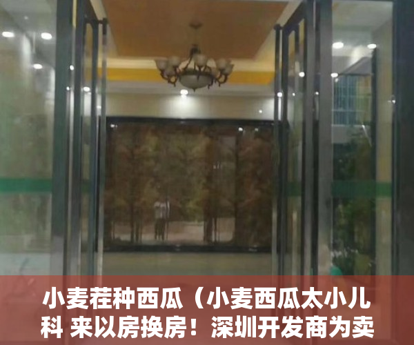 小麦茬种西瓜（小麦西瓜太小儿科 来以房换房！深圳开发商为卖新房太拼了）
