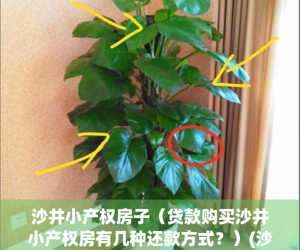 沙井小产权房子（贷款购买沙井小产权房有几种还款方式？）(沙井小产权房价是多少)