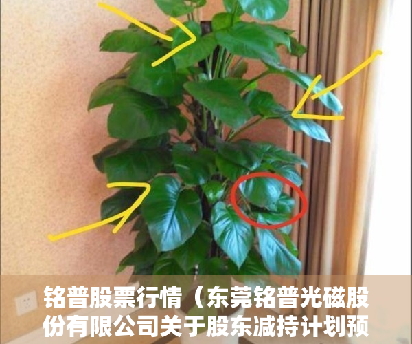 铭普股票行情（东莞铭普光磁股份有限公司关于股东减持计划预披露的公告）