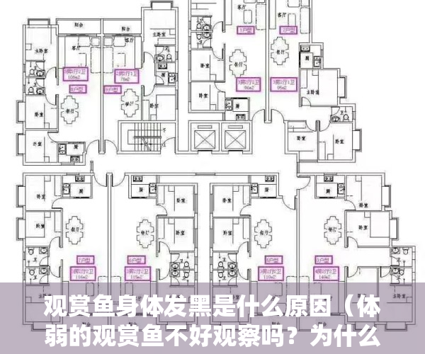 观赏鱼身体发黑是什么原因（体弱的观赏鱼不好观察吗？为什么体表会有黑点，都有哪些原因？）
